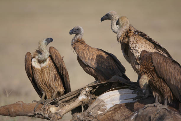 avvoltoi - picking a fight foto e immagini stock