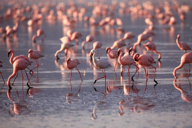 istock Flamingoes on Lake Nakuru 685046422