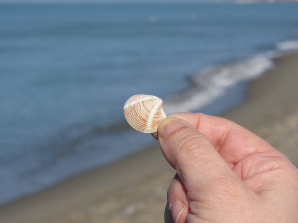istock Holding a seashell in the hand with blue sea background 685046674