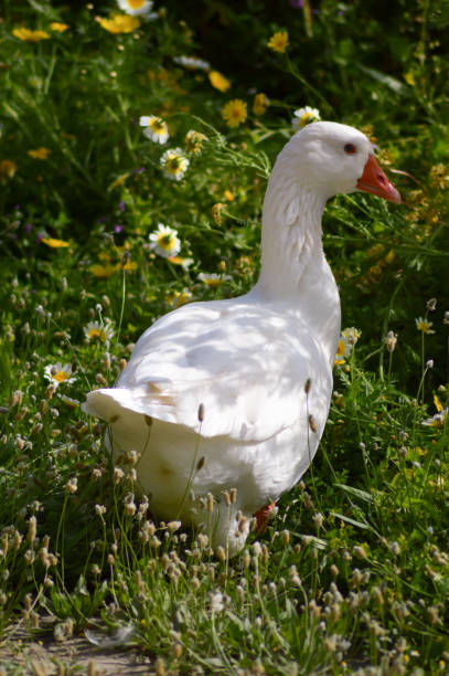 istock Two Geese Parmia Daisies 685046764