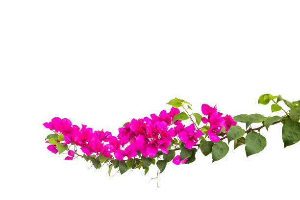 istock bougainvilleas isolated on white background. 685047098