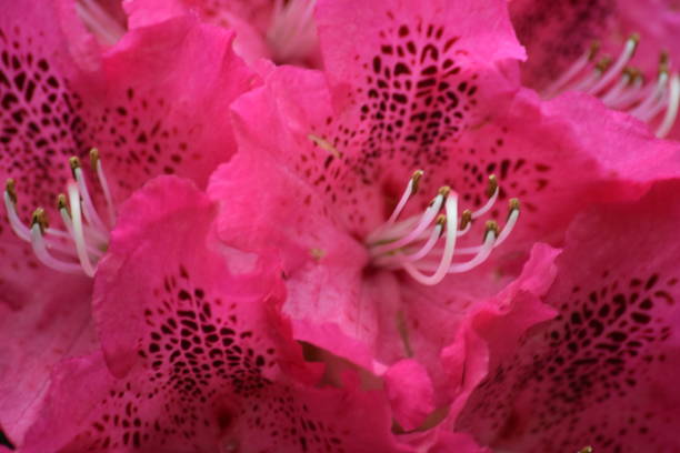 istock Azalea, pink flowers, natural background image 685047178