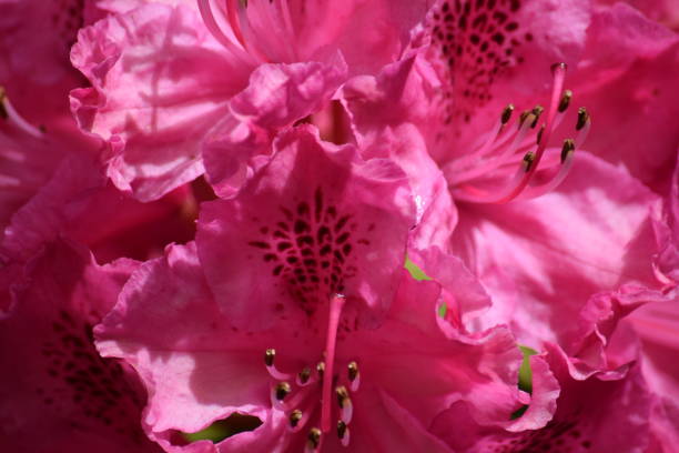 istock Pink azalea flowers, a natural background image 685047316