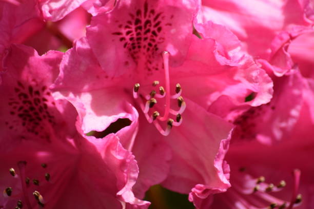 istock Frame full of azaleas, natural background image 685047392