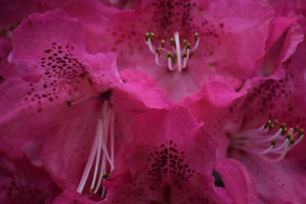istock Dark pink azalea flowers, natural background image 685049592