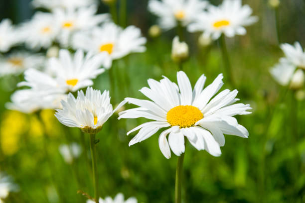 istock chamomile flowers on a sunny summer day. Blooming daisies 685049652
