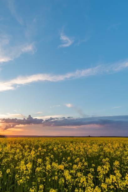 istock Photo of rapeseed field with sunset and dramatic clouds 685049898