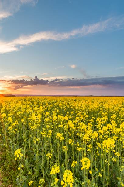 istock Photo of rapeseed field with sunset and dramatic clouds 685049950