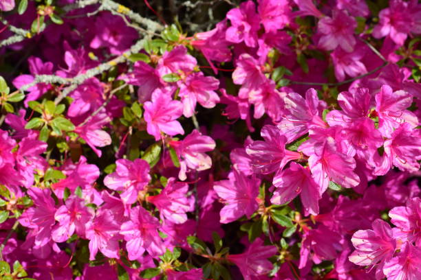 istock Flowering pink azaleas, natural background image 685050380