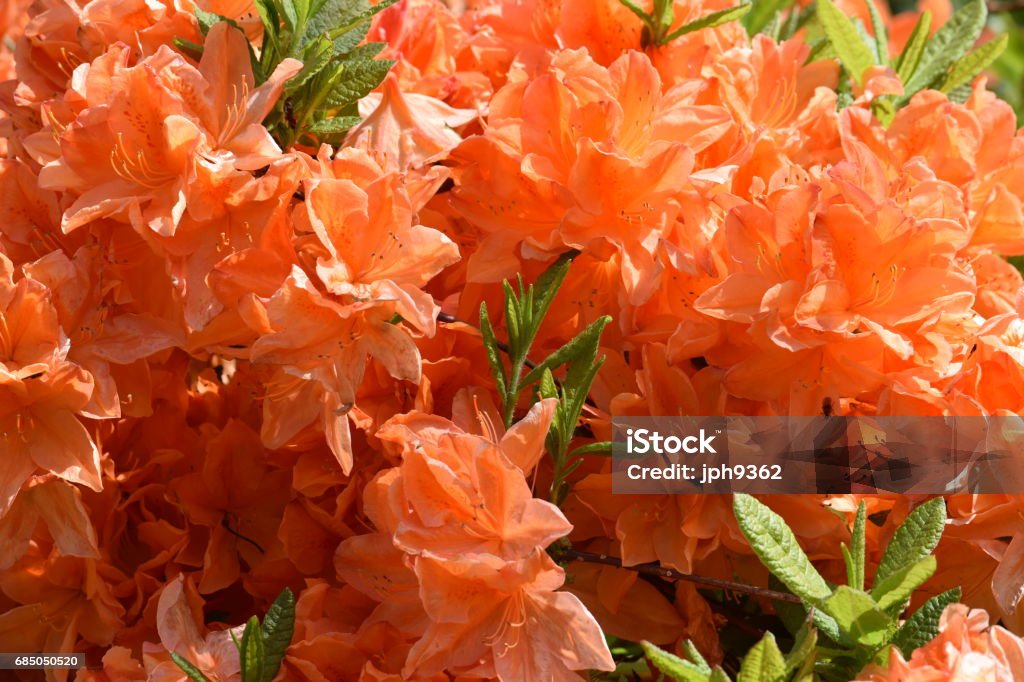 Flores De La Azalea De Naranja Una Imagen De Fondo Natural Foto de stock y  más banco de imágenes de Azalea - iStock