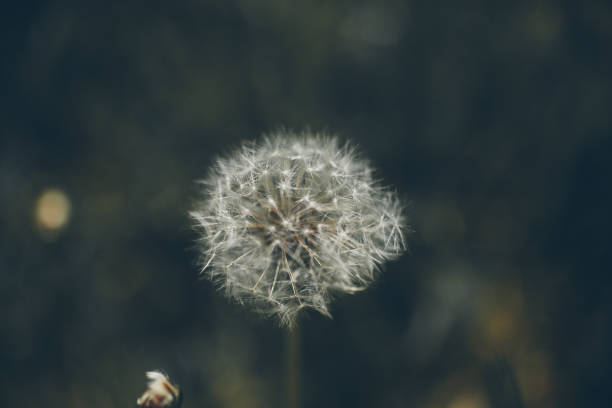 fondo de flor de dientes de león. taraxacum, dens leonis. fondo flores silvestres de estilo vintage. flores vintage. cerrar vista de flor de dientes de león. - leontodon fotografías e imágenes de stock