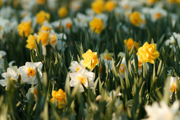 Narcissus, lit by the setting sun Narcissus, lit by the setting sun. Spring flowers. A picturesque flower bed of daffodils. Spring fresh flowers in the park. White flowers of Large Cupped Daffodil, White Narcissus Ice Follies Narcissus hybrid Aflame stock pictures, royalty-free photos & images