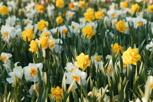 Narcissus, lit by the setting sun Narcissus, lit by the setting sun. Spring flowers. A picturesque flower bed of daffodils. Spring fresh flowers in the park. White flowers of Large Cupped Daffodil, White Narcissus Ice Follies Narcissus hybrid Aflame stock pictures, royalty-free photos & images