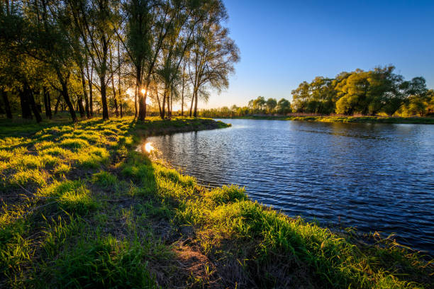 istock Sunset above the river at summer evening with willow 685057474