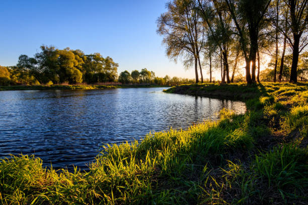 istock Sunset above the river at summer evening with willow 685057476