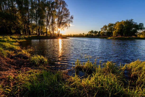 istock Sunset above the river at summer evening with willow 685057490