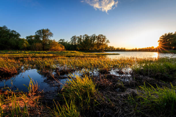 istock Sunset above the river at summer evening with willow 685057538