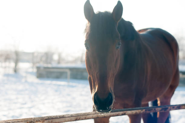 istock Head portrait of horse 685062282