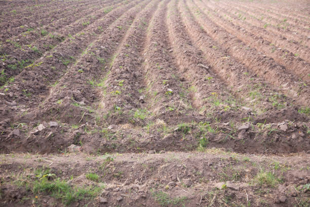 istock Furrows row pattern in a plowed field prepared for planting crops 685067542