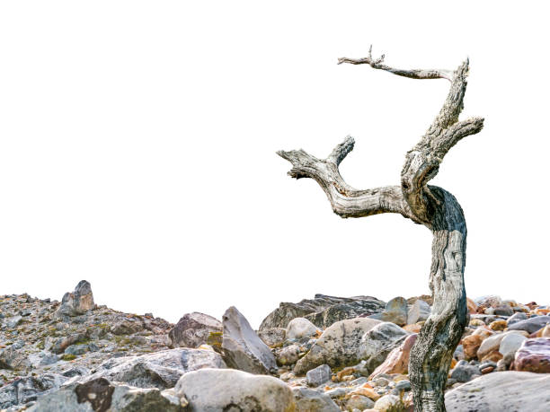 Dead leaveless tree photo at rocky ground isolated on white background