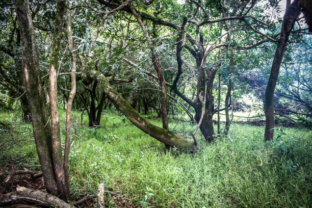 istock Landscape on a river in the jungle state Argentina 685071340