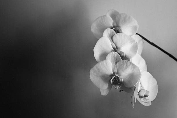 istock Close-Up Of Flowers 685077715