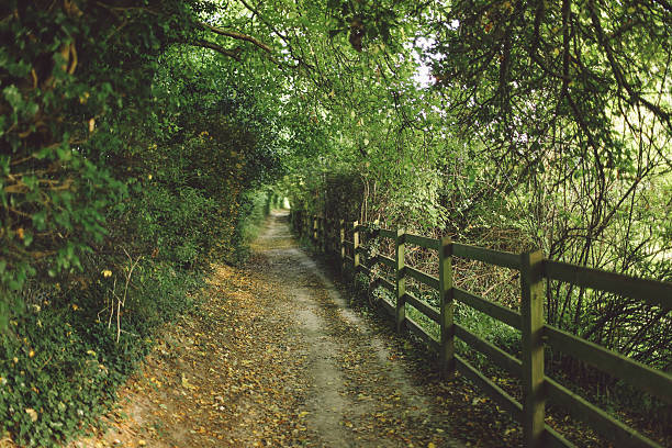 istock Footpath Amidst Fence And Plants 685088143