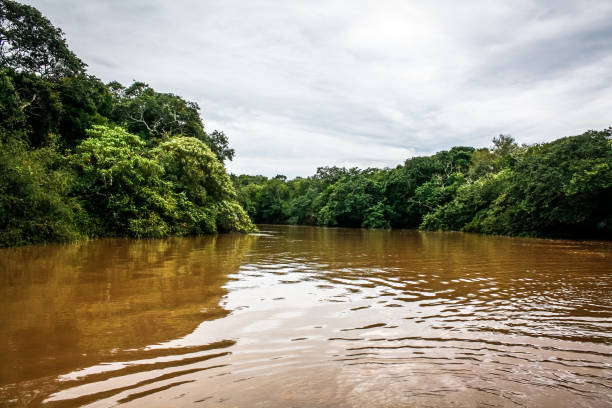 istock Landscape on a river in the jungle state Argentina 685091014