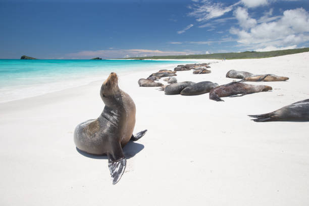 leone marino delle galapagos - sea lion foto e immagini stock