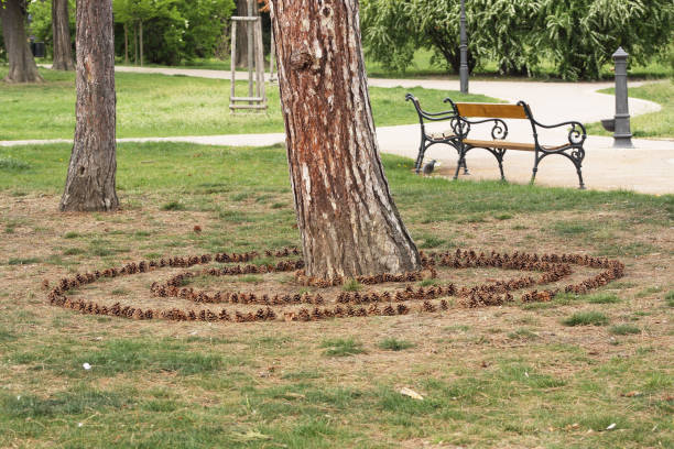 cerchio di coni attorno a un albero - peoples park foto e immagini stock
