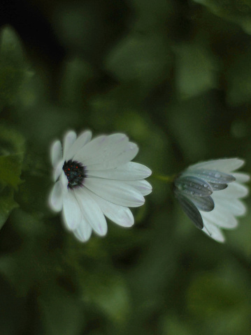 white gerbara daisy  sweden