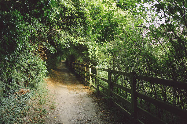 istock Footpath Amidst Fence And Plants 685098785