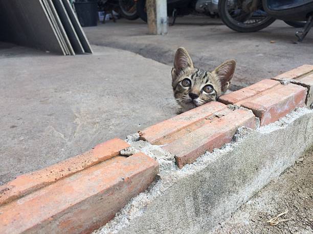 a cat lives around the city park