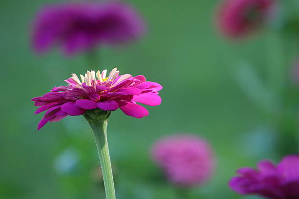 nahaufnahme der rosa blume, die auf pflanze wächst - 5087 stock-fotos und bilder