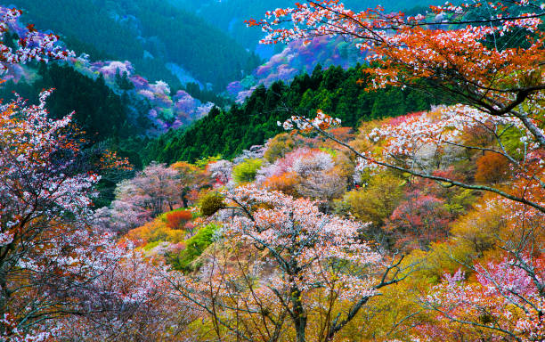 arbre de cerise yoshino arbres au japon - préfecture de nara photos et images de collection