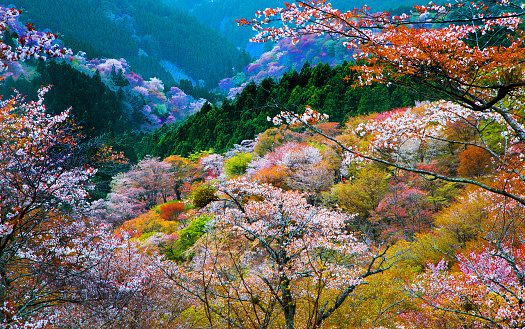 Yoshino Cherry Trees in Japan