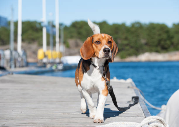Beagle puppy investigating bridge