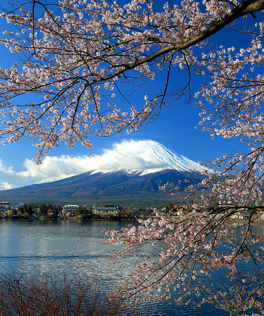 Beautiful cherry blossoms with Mount Fuji, japan