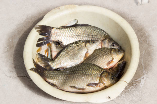 istock fish carp lying in a white plate. fishing 685146780