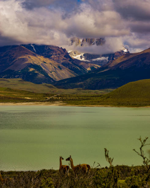 istock Guanacos in Torres Del Paine 685149916