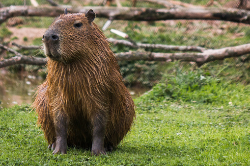 Capybara drying off after a dip in the pool