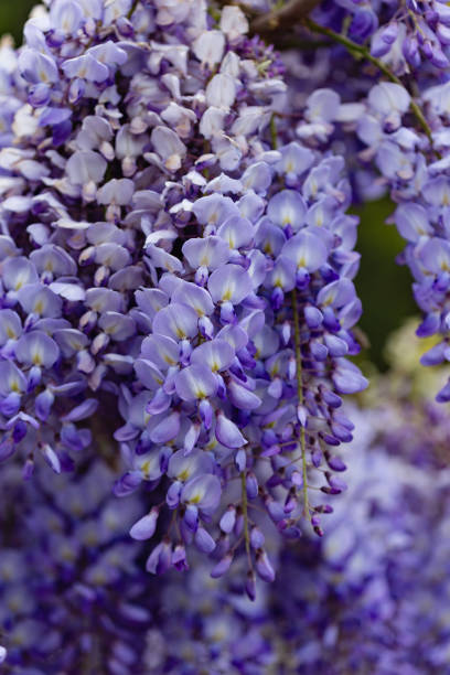 istock Beautiful wisteria bloom 685157420