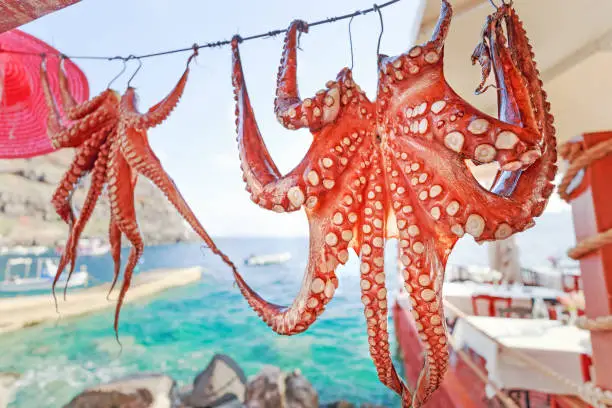 Photo of Mediterranean Octopus drying by restaurant on Greek Island, harbor of Oia on Santorini, Greece.