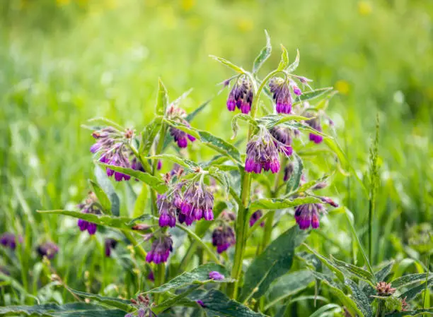 Purple budding, flowering and overblown blooms of a common comfrey or Symphytum officinale plant between grass and other wild plants in a Dutch nature area.