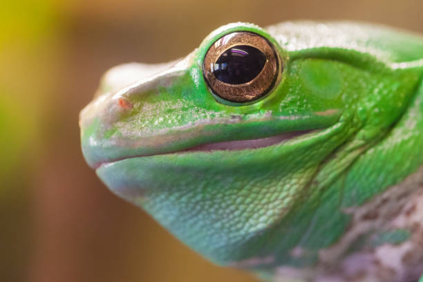 istock Green frog's head with big eye. Close up 685168082