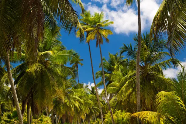 Photo of Palm trees of Seychelles