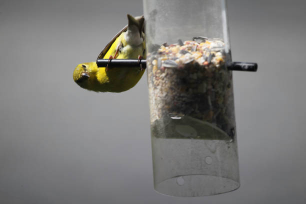 istock Goldfinch and Birds Feeder 685185872