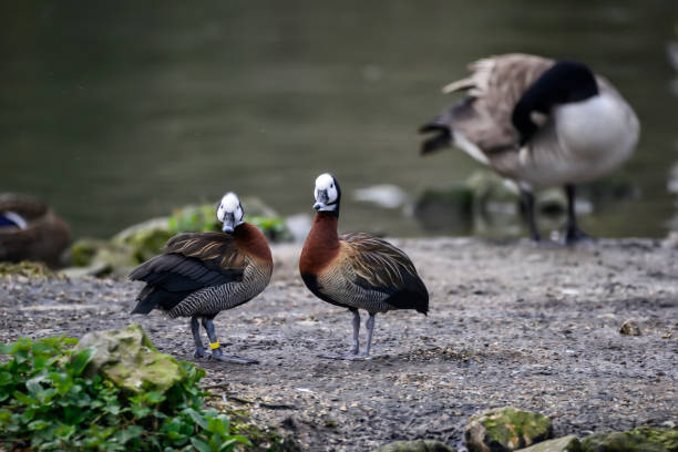 istock Beautiful mated pair of White Faced Whistling ducks 685209222