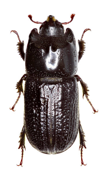 istock Horned Stag Beetle on white Background   -  Sinodendron cylindricum (Linnaeus, 1758) 685209282