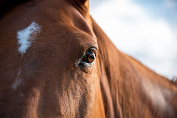 istock Eye of the horse 685209706